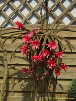 Aporocactus mallisonii 1106